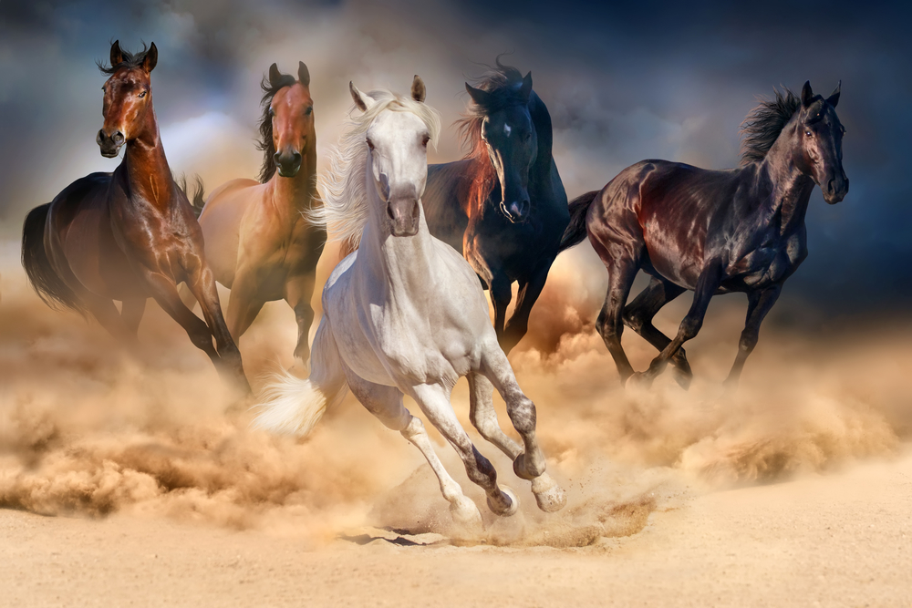 Trump Wins and Investors Follow the Herd