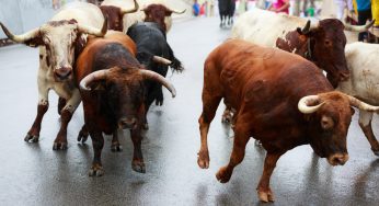 Bull Call Spread and Bull Put Spread – Option Trading Strategies
